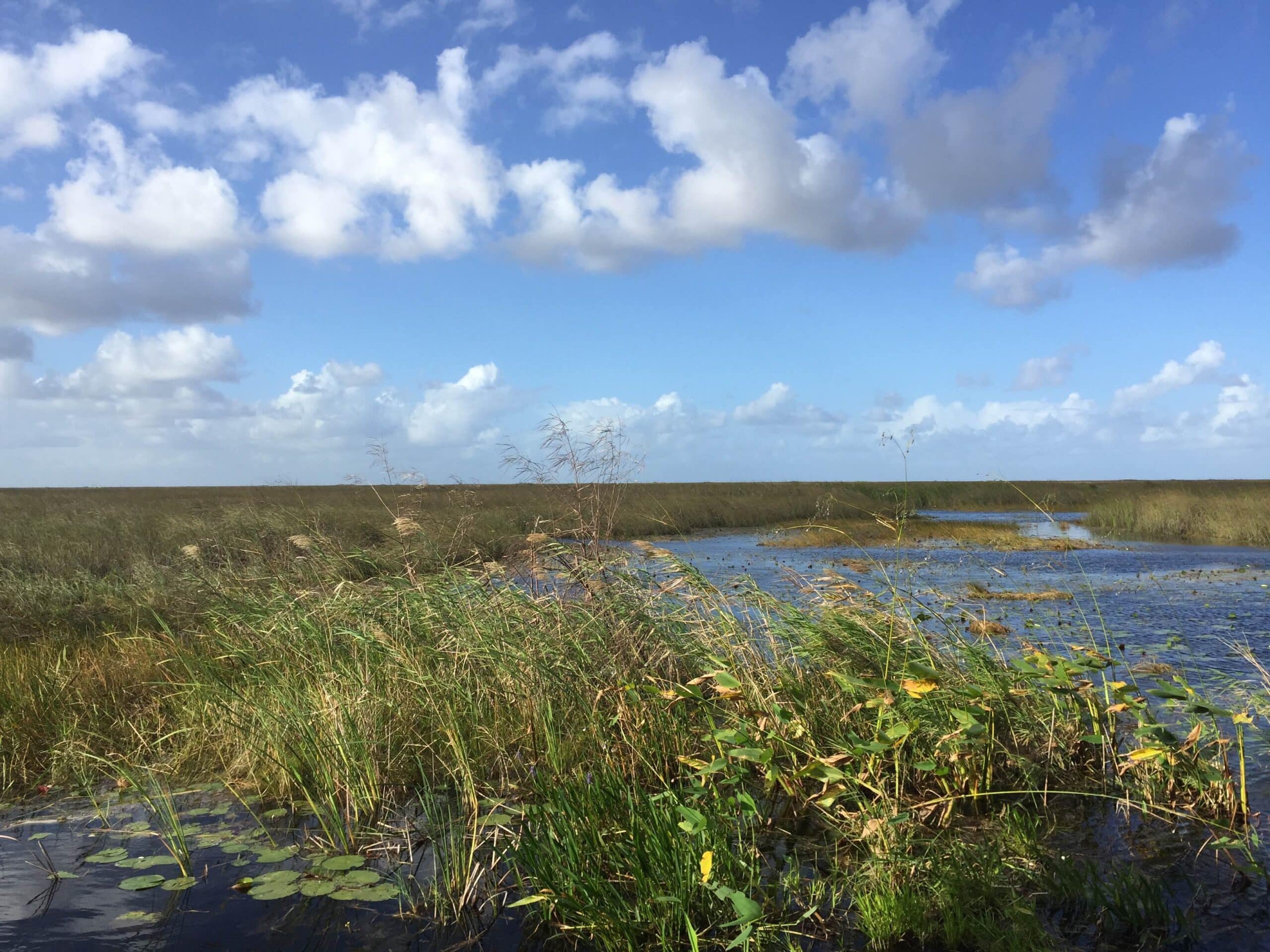 Endangered Plant Species In The Everglades