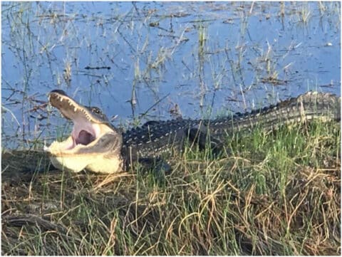 are everglades airboat tours safe