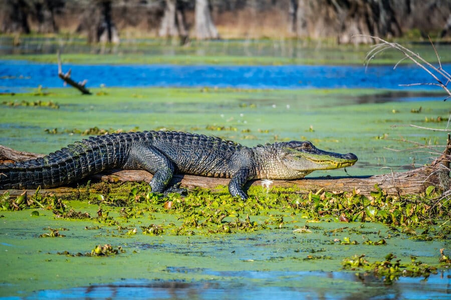 Top 10 Best Alligator Park in Fort Lauderdale, FL - November 2023 - Yelp