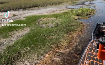 Airboating in the Florida Everglades during the dry season